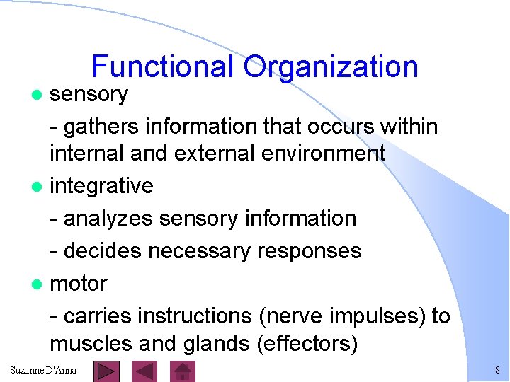 Functional Organization sensory - gathers information that occurs within internal and external environment l