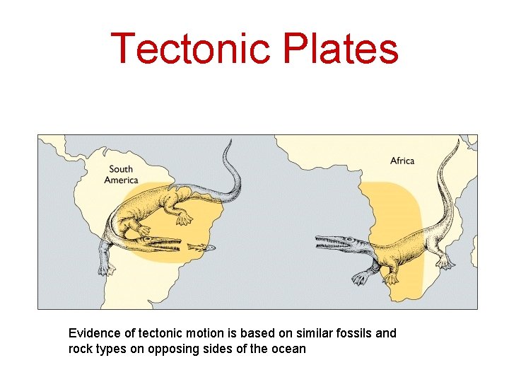 Tectonic Plates Evidence of tectonic motion is based on similar fossils and rock types