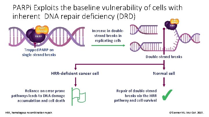 PARPi Exploits the baseline vulnerability of cells with inherent DNA repair deficiency (DRD) PARP
