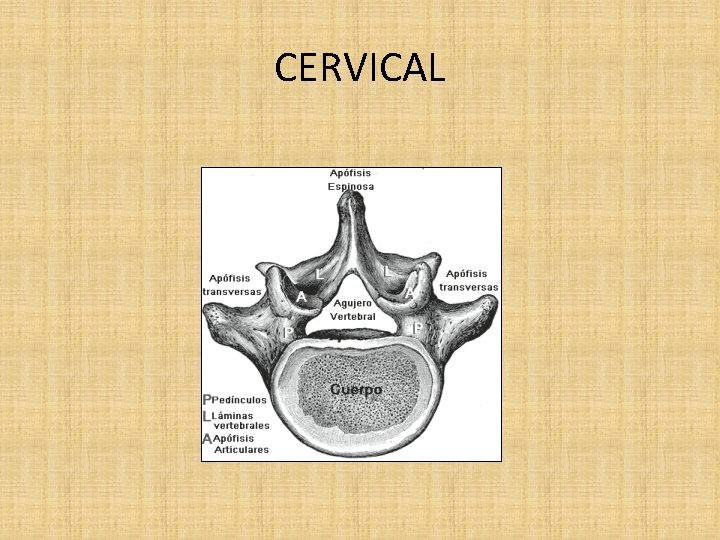 CERVICAL 