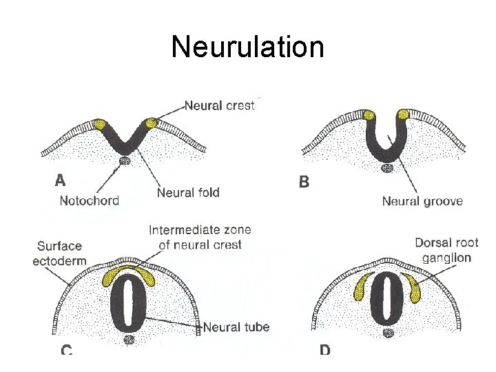 Neurulation Neurulation