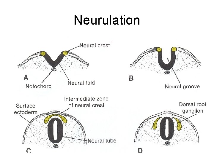 Neurulation 