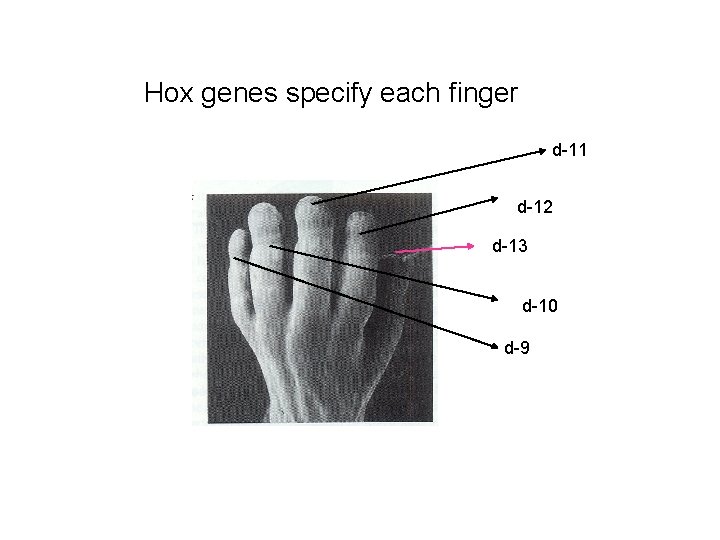 Hox genes specify each finger d-11 d-12 d-13 d-10 d-9 