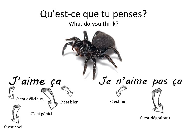 Qu’est-ce que tu penses? What do you think? J’aime ça C’est délicieux C’est génial Qu’est-ce que tu penses? What do you think? J’aime ça C’est délicieux C’est génial