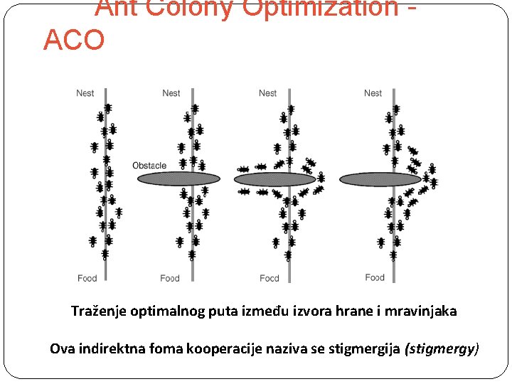 Ant Colony Optimization ACO Traženje optimalnog puta između izvora hrane i mravinjaka Ova indirektna