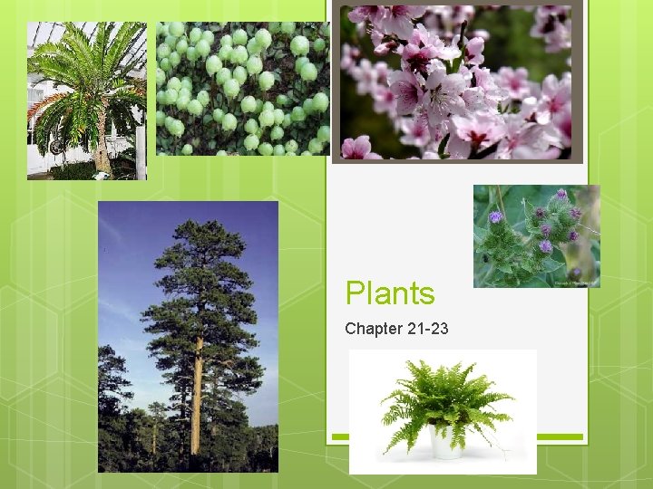 Plants Chapter 21 -23 