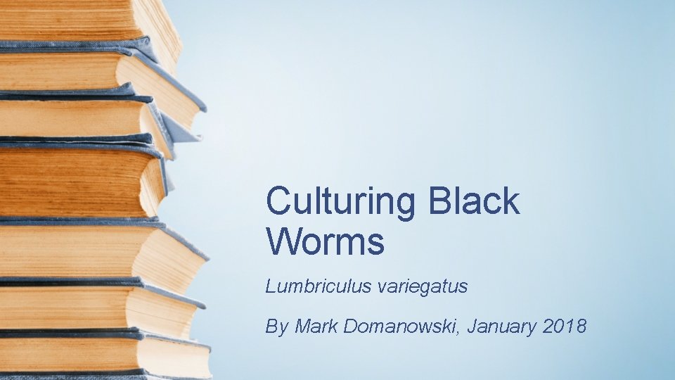 Culturing Black Worms Lumbriculus variegatus By Mark Domanowski, January 2018 