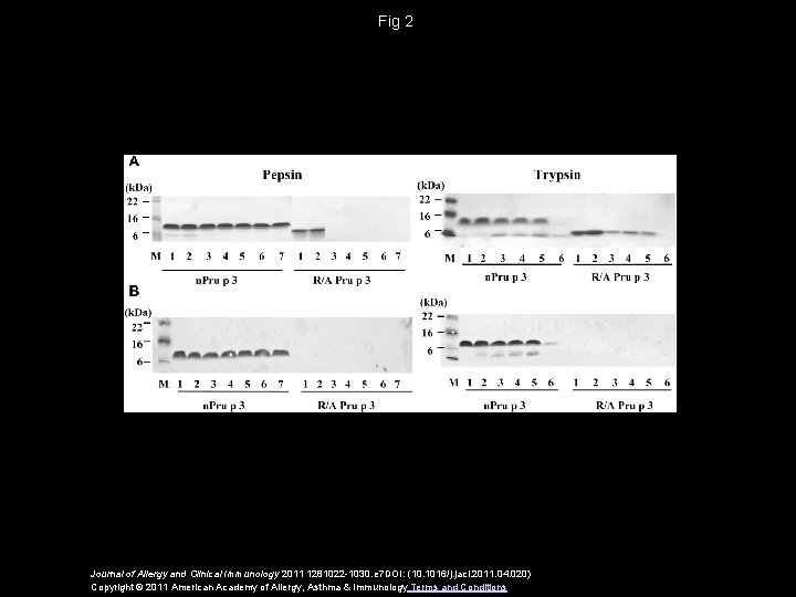 Fig 2 Journal of Allergy and Clinical Immunology 2011 1281022 -1030. e 7 DOI:
