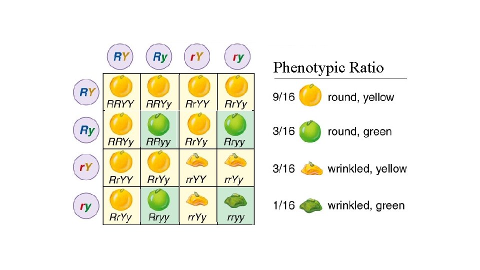 Phenotypic Ratio 