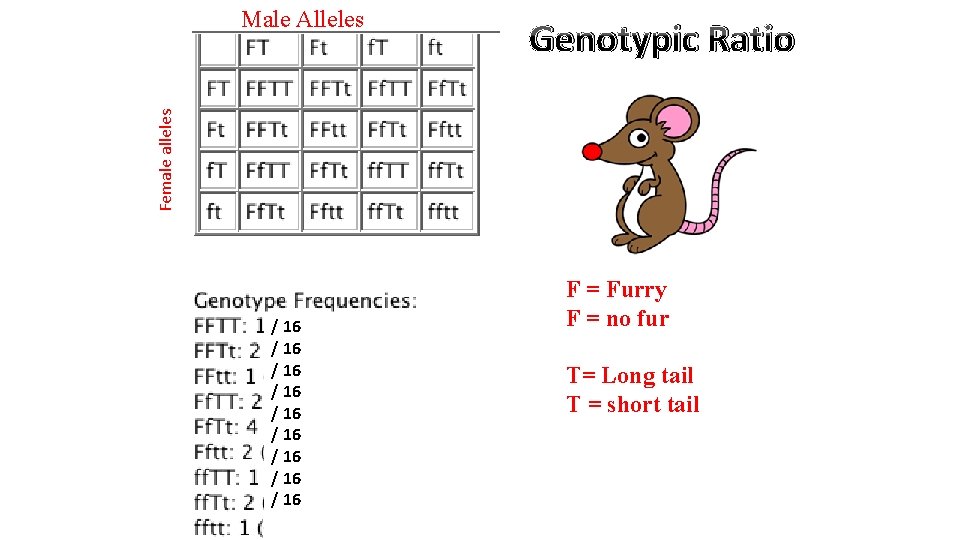 Genotypic Ratio Female alleles Male Alleles / 16 / 16 / 16 F =