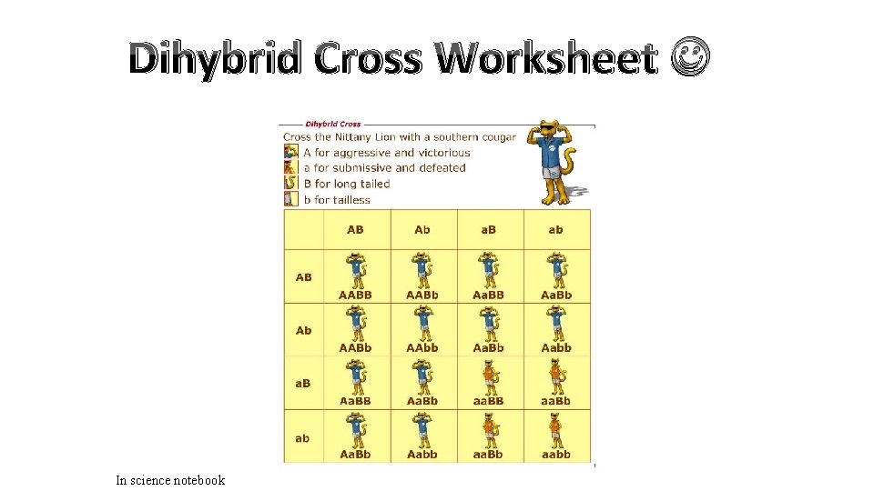 Dihybrid Cross Worksheet In science notebook 