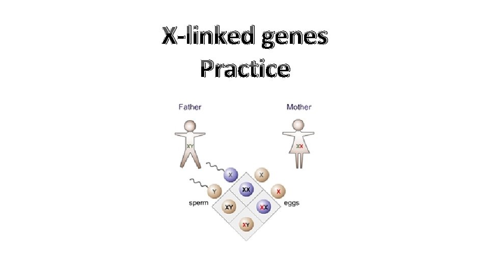 X-linked genes Practice 