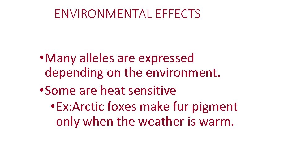 ENVIRONMENTAL EFFECTS • Many alleles are expressed depending on the environment. • Some are