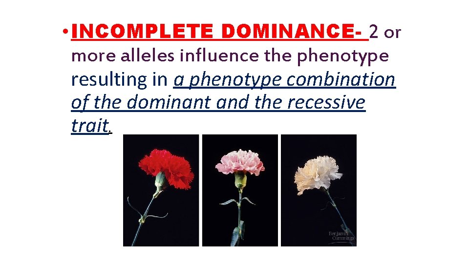 • INCOMPLETE DOMINANCE- 2 or more alleles influence the phenotype resulting in a