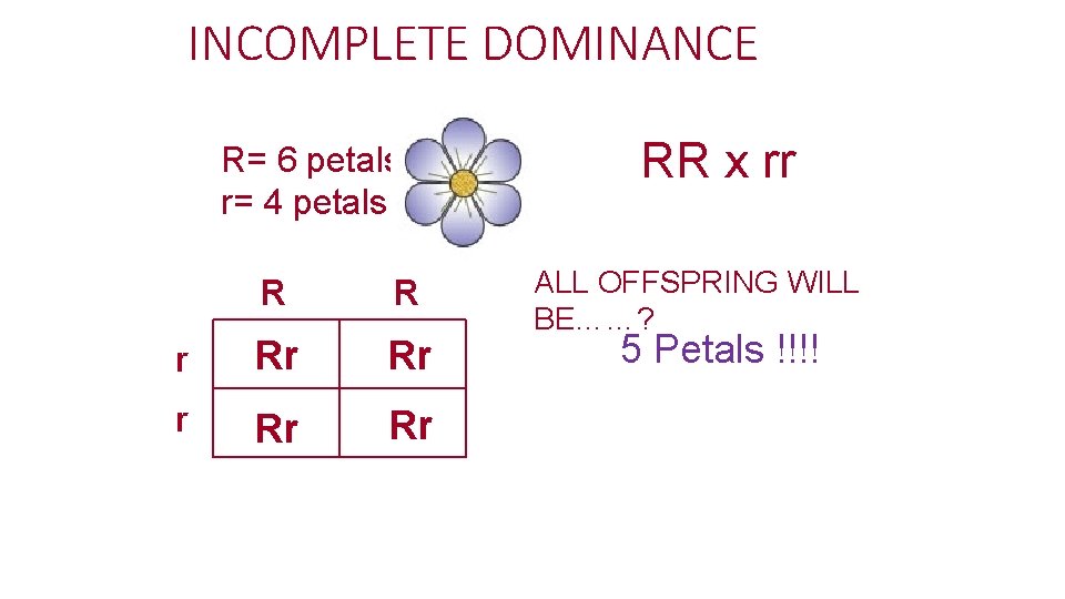 INCOMPLETE DOMINANCE R= 6 petals r= 4 petals R R r Rr Rr RR