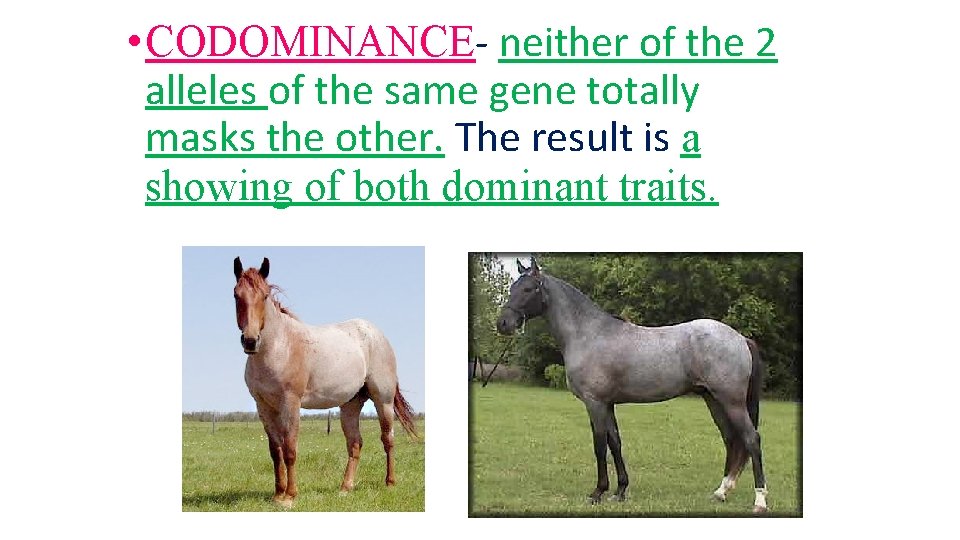  • CODOMINANCE- neither of the 2 alleles of the same gene totally masks