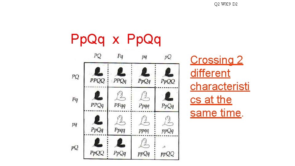 Q 2 WK 9 D 2 Pp. Qq x Pp. Qq Crossing 2 different