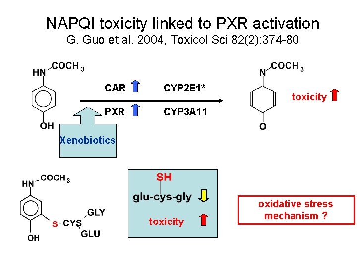 NAPQI toxicity linked to PXR activation G. Guo et al. 2004, Toxicol Sci 82(2):