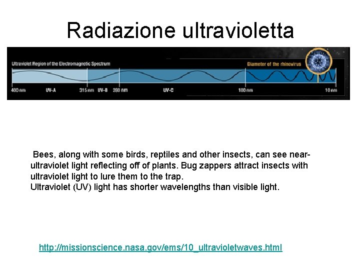 Radiazione ultravioletta Bees, along with some birds, reptiles and other insects, can see nearultraviolet