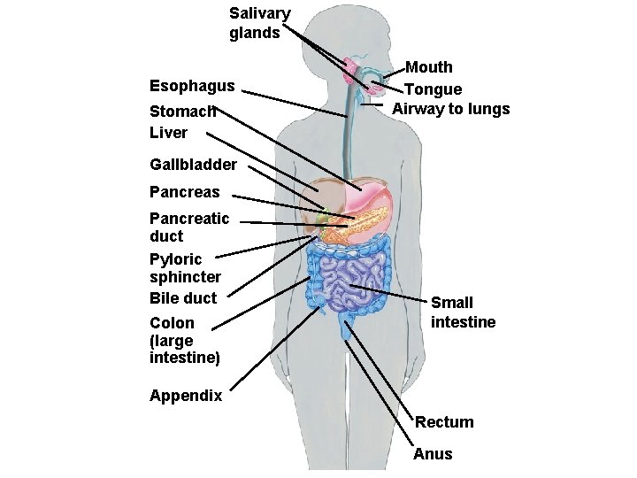 Salivary glands Esophagus Stomach Liver Mouth Tongue Airway to lungs Gallbladder Pancreas Pancreatic duct Salivary glands Esophagus Stomach Liver Mouth Tongue Airway to lungs Gallbladder Pancreas Pancreatic duct