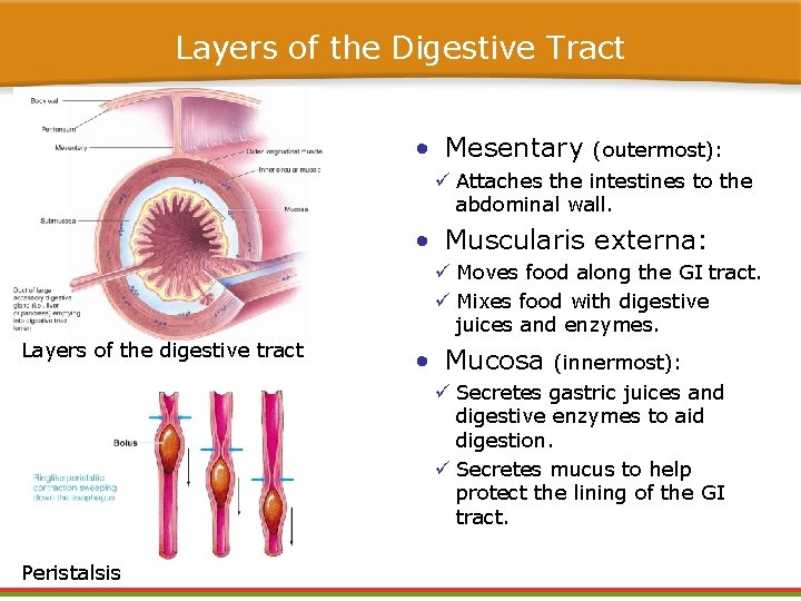 Layers of the Digestive Tract • Mesentary (outermost): ü Attaches the intestines to the Layers of the Digestive Tract • Mesentary (outermost): ü Attaches the intestines to the