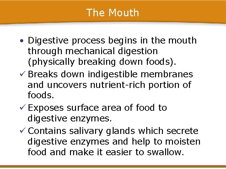 The Mouth • Digestive process begins in the mouth through mechanical digestion (physically breaking The Mouth • Digestive process begins in the mouth through mechanical digestion (physically breaking