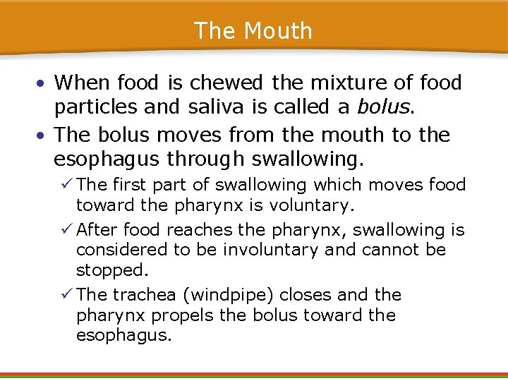 The Mouth • When food is chewed the mixture of food particles and saliva The Mouth • When food is chewed the mixture of food particles and saliva