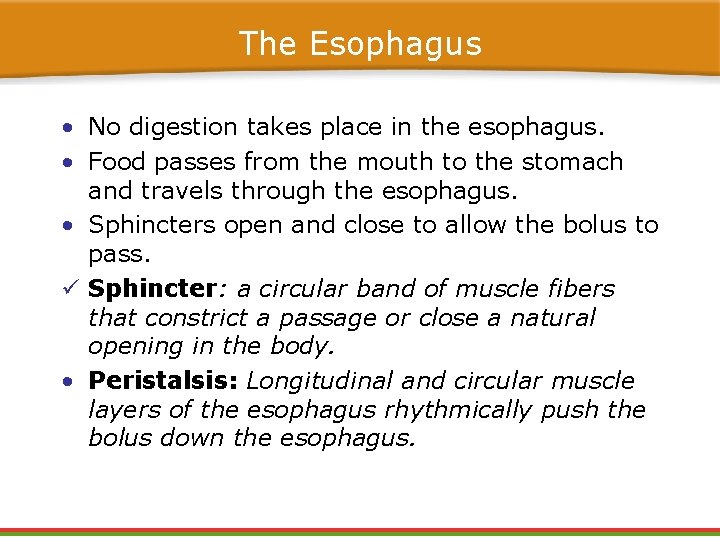 The Esophagus • No digestion takes place in the esophagus. • Food passes from The Esophagus • No digestion takes place in the esophagus. • Food passes from