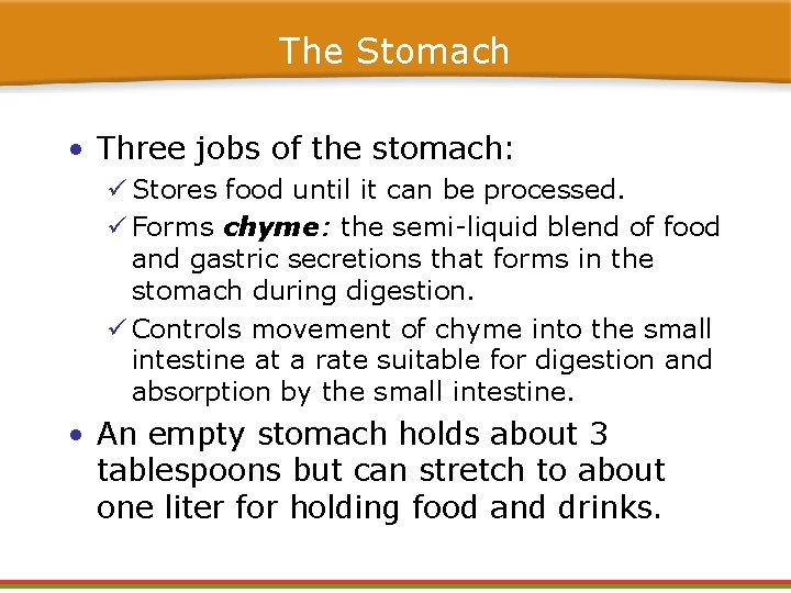 The Stomach • Three jobs of the stomach: ü Stores food until it can The Stomach • Three jobs of the stomach: ü Stores food until it can