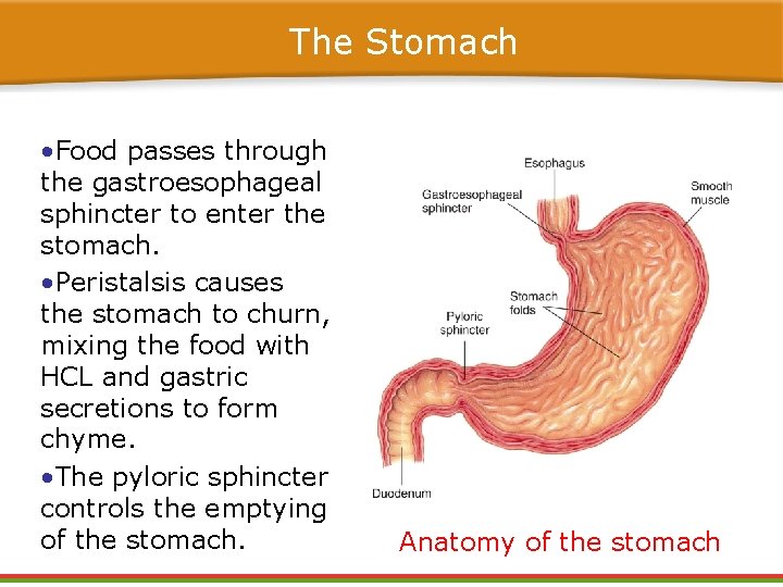 The Stomach • Food passes through the gastroesophageal sphincter to enter the stomach. • The Stomach • Food passes through the gastroesophageal sphincter to enter the stomach. •