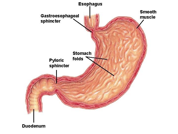 Esophagus Gastroesophageal sphincter Pyloric sphincter Duodenum Stomach folds Smooth muscle Esophagus Gastroesophageal sphincter Pyloric sphincter Duodenum Stomach folds Smooth muscle