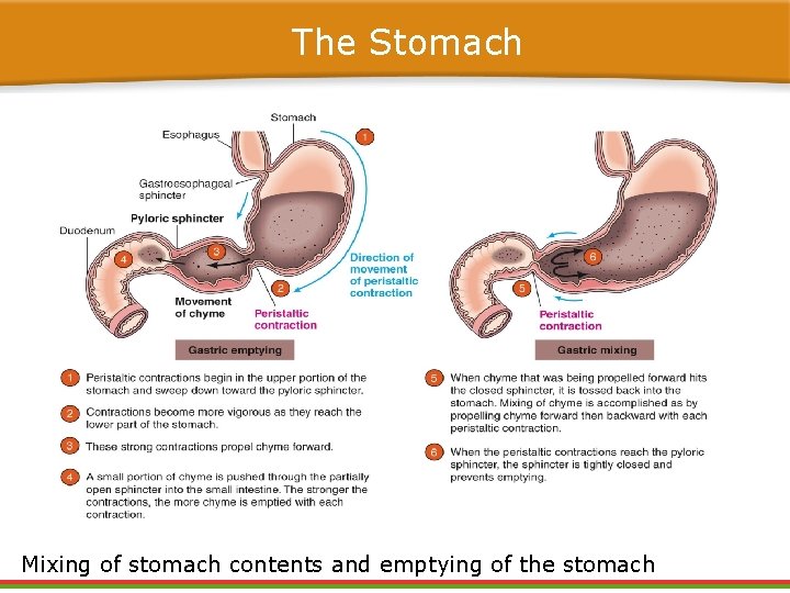 The Stomach Mixing of stomach contents and emptying of the stomach The Stomach Mixing of stomach contents and emptying of the stomach