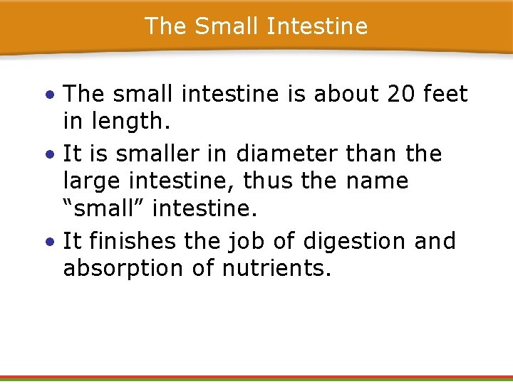 The Small Intestine • The small intestine is about 20 feet in length. • The Small Intestine • The small intestine is about 20 feet in length. •