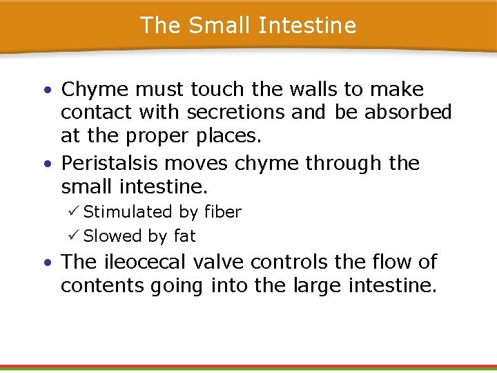 The Small Intestine • Chyme must touch the walls to make contact with secretions The Small Intestine • Chyme must touch the walls to make contact with secretions