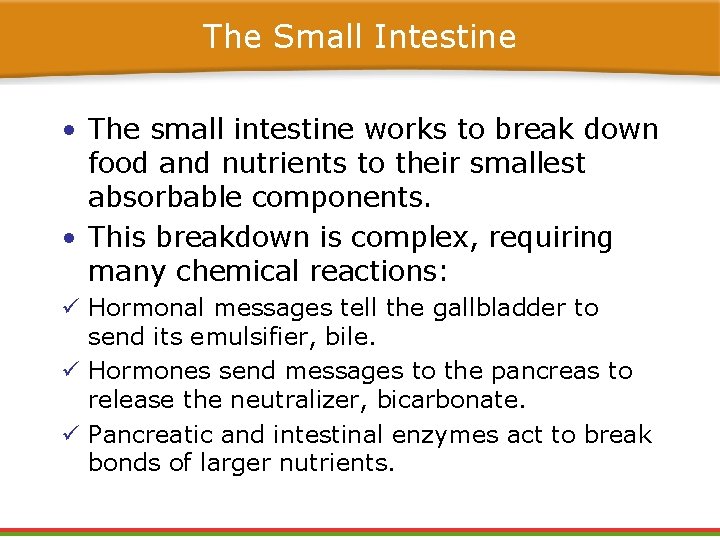 The Small Intestine • The small intestine works to break down food and nutrients The Small Intestine • The small intestine works to break down food and nutrients