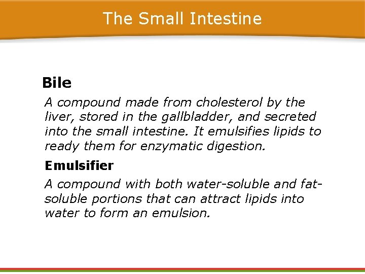 The Small Intestine Bile A compound made from cholesterol by the liver, stored in The Small Intestine Bile A compound made from cholesterol by the liver, stored in