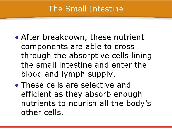The Small Intestine • After breakdown, these nutrient components are able to cross through The Small Intestine • After breakdown, these nutrient components are able to cross through