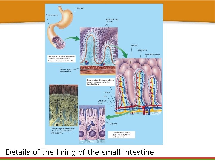 Details of the lining of the small intestine Details of the lining of the small intestine