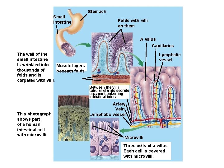 Stomach Small intestine Folds with villi on them A villus Capillaries The wall of Stomach Small intestine Folds with villi on them A villus Capillaries The wall of