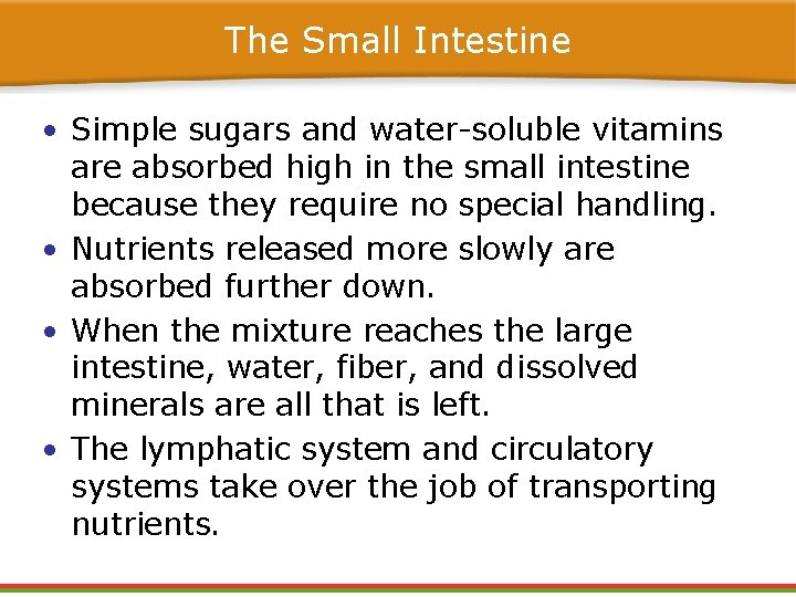 The Small Intestine • Simple sugars and water-soluble vitamins are absorbed high in the The Small Intestine • Simple sugars and water-soluble vitamins are absorbed high in the