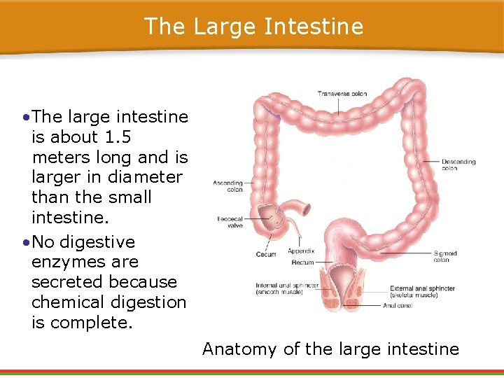The Large Intestine • The large intestine is about 1. 5 meters long and The Large Intestine • The large intestine is about 1. 5 meters long and