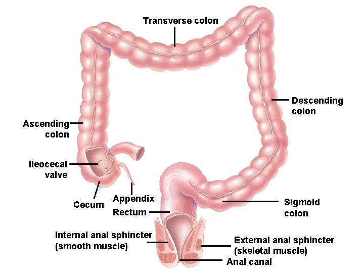 Transverse colon Descending colon Ascending colon Ileocecal valve Cecum Appendix Rectum Internal anal sphincter Transverse colon Descending colon Ascending colon Ileocecal valve Cecum Appendix Rectum Internal anal sphincter