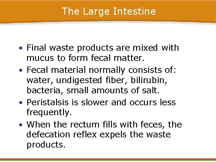 The Large Intestine • Final waste products are mixed with mucus to form fecal The Large Intestine • Final waste products are mixed with mucus to form fecal