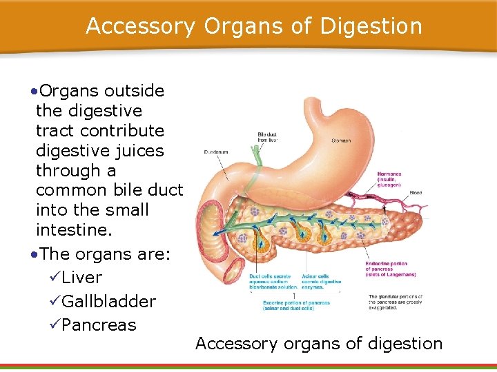 Accessory Organs of Digestion • Organs outside the digestive tract contribute digestive juices through Accessory Organs of Digestion • Organs outside the digestive tract contribute digestive juices through
