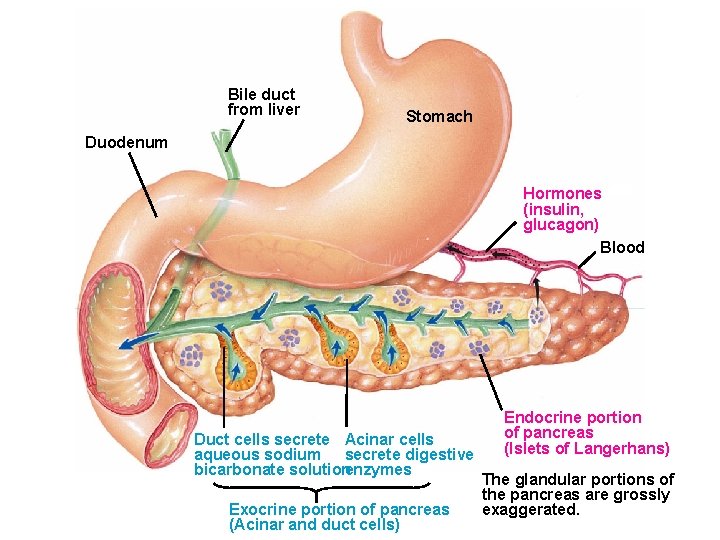 Bile duct from liver Stomach Duodenum Hormones (insulin, glucagon) Blood Duct cells secrete Acinar Bile duct from liver Stomach Duodenum Hormones (insulin, glucagon) Blood Duct cells secrete Acinar