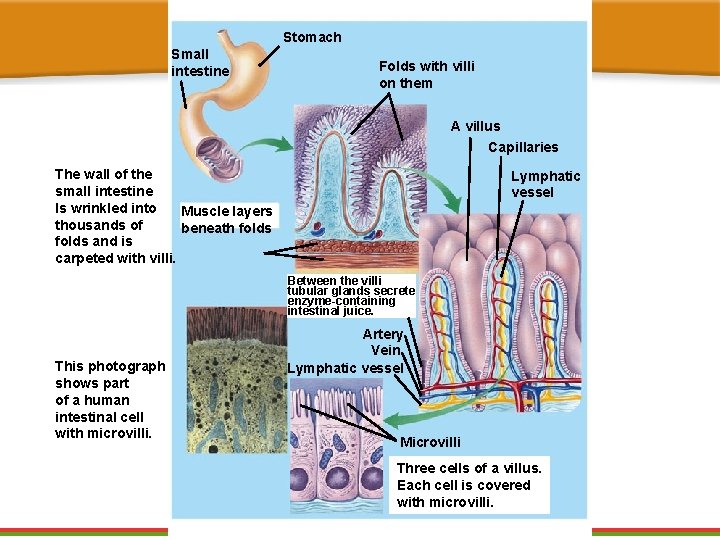 Stomach Small intestine Folds with villi on them A villus Capillaries The wall of Stomach Small intestine Folds with villi on them A villus Capillaries The wall of