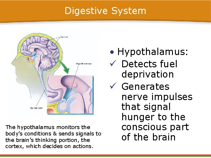 Digestive System The hypothalamus monitors the body’s conditions & sends signals to the brain’s Digestive System The hypothalamus monitors the body’s conditions & sends signals to the brain’s