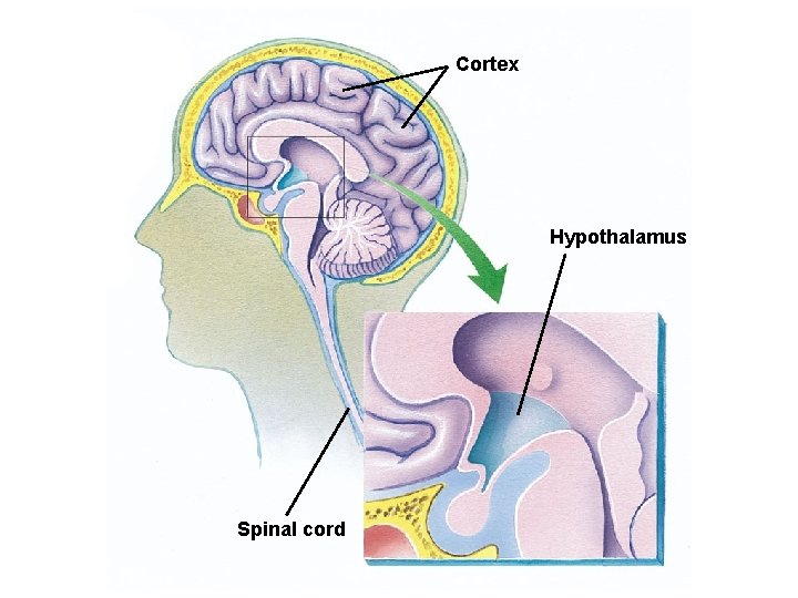 Cortex Hypothalamus Spinal cord Cortex Hypothalamus Spinal cord