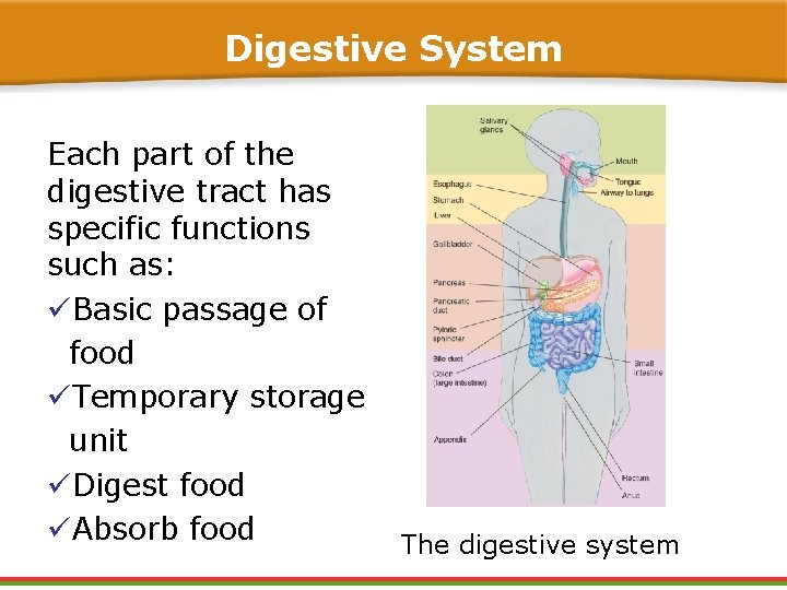 Digestive System Each part of the digestive tract has specific functions such as: üBasic Digestive System Each part of the digestive tract has specific functions such as: üBasic