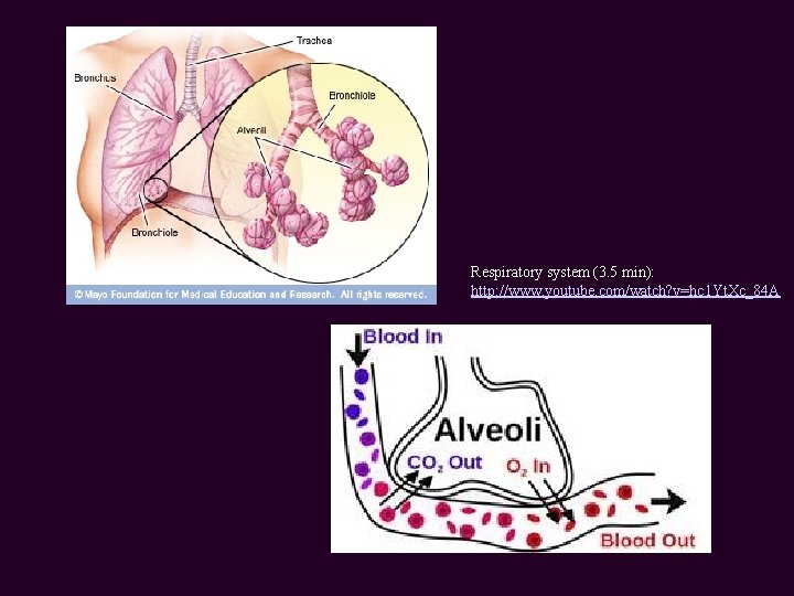 Respiratory system (3. 5 min): http: //www. youtube. com/watch? v=hc 1 Yt. Xc_84 A
